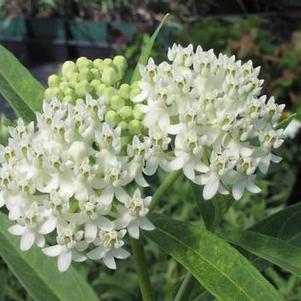 Asclepias incarnata Ice Ballet