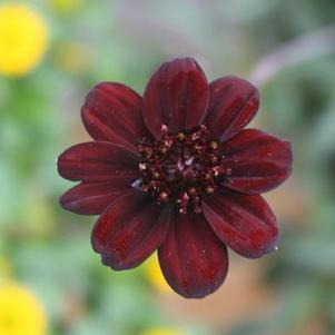 Cosmos atrosanguineus Chocamocha