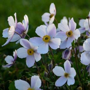 Anemone Wild Swan