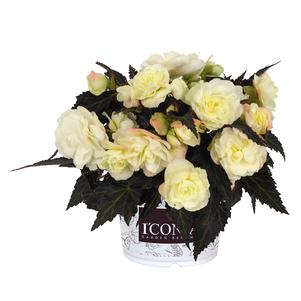 Begonia I'CONIA® Bacio White