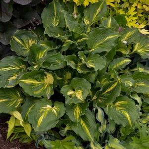 Hosta Lakeside Paisley Print