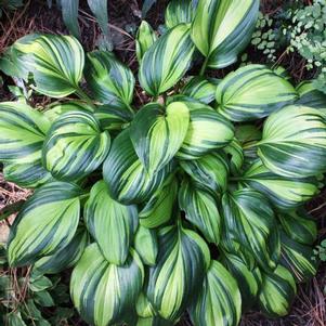 Hosta Rainbow's End