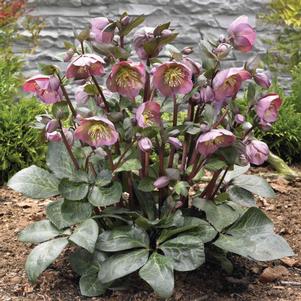 Helleborus Frostkiss® Penny's Pink