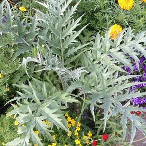 Cynara cardunculus Cardoon