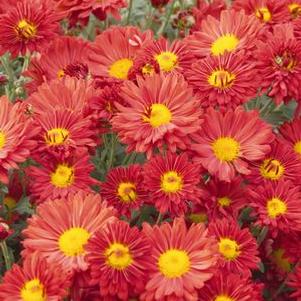 Mum Mammoth Red Daisy