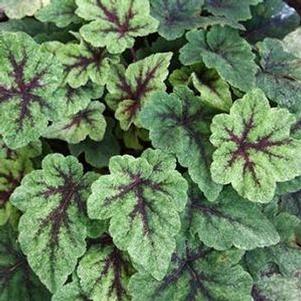 Tiarella Spring Symphony