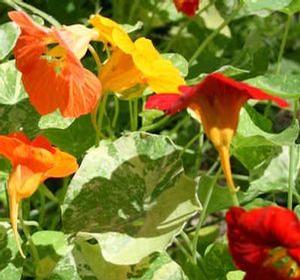 Nasturtium Alaska Mix