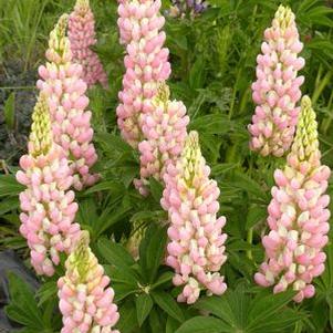 Lupinus polyphyllus Gallery Pink