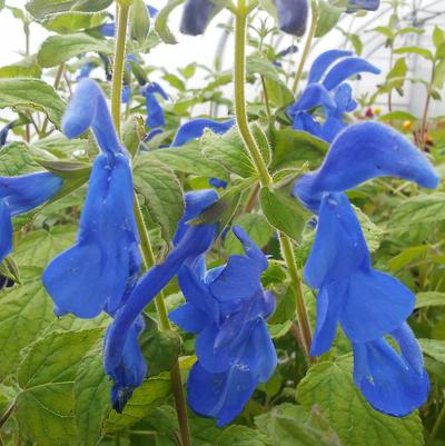 Salvia patens Blue Angel