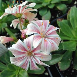 Lewisia Elise Mix