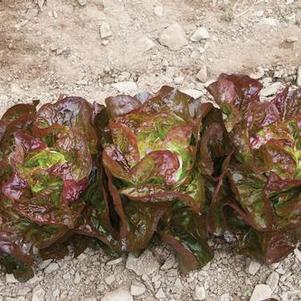 Lettuce Red Butterhead - Alkindus