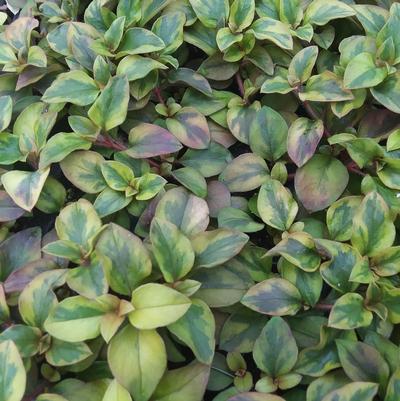 Lysimachia Variegated