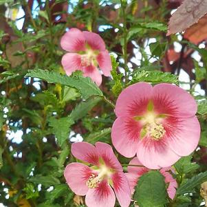 Anisodontea capensis Elegans Princess