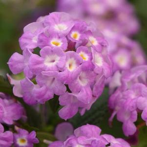 Lantana Purple Falls