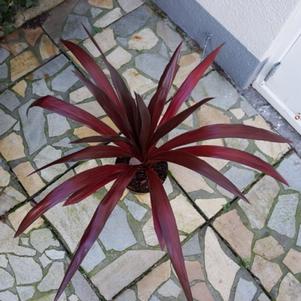 Cordyline obtecta Superstar