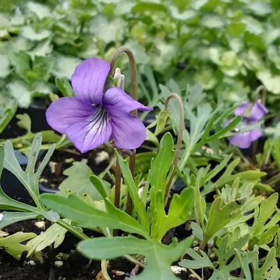 Viola triloba 