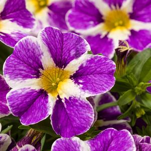 Calibrachoa Cruze® Control Blue Splash