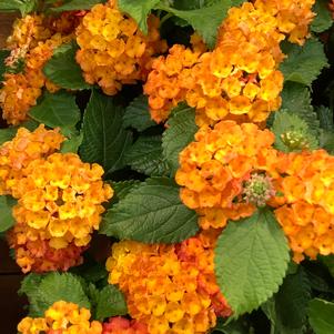 Lantana Shamrock™ Orange Flame