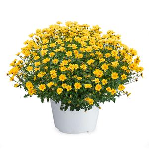 Bidens Golden Empire