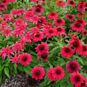 Echinacea x hybrida Sombrero® Baja Burgundy