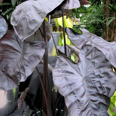 Colocasia Black Coral