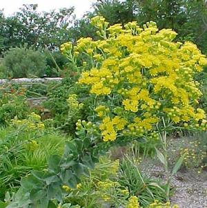 Solidago rigida 