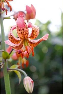 Lilium martagon Manitoba Morning