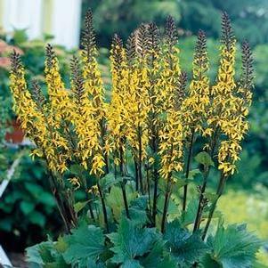 Ligularia Little Rocket