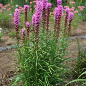 Liatris spicata Kobold