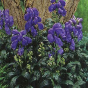 Aconitum fischeri