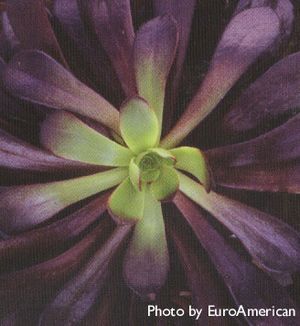 Aeonium 