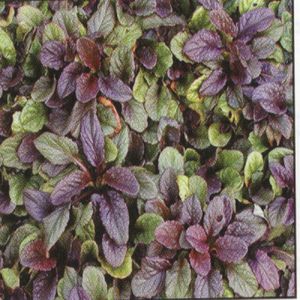 Ajuga 