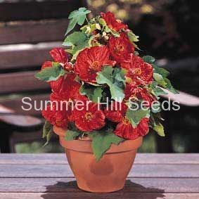Abutilon 