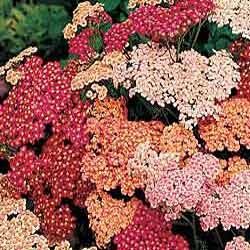 Achillea millefolium