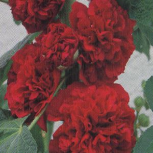 Alcea rosea