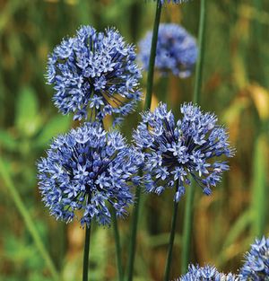 Allium caeruleum