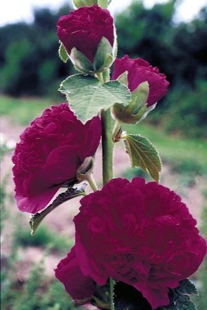 Alcea rosea