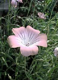Agrostemma githago mila