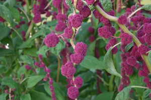 Amaranthus caudatus