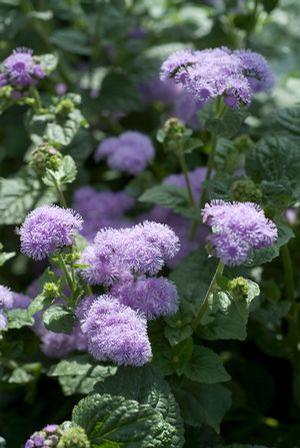 Ageratum houstonianum