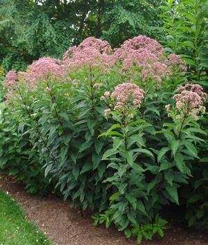 Eupatorium maculatum