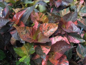 Acalypha 