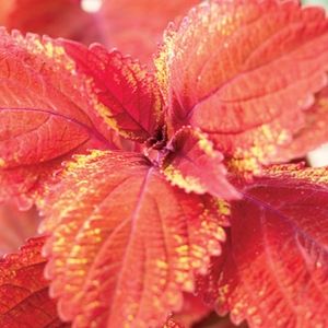 Coleus 
