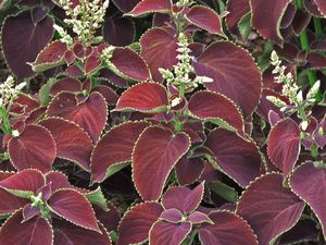 Coleus 
