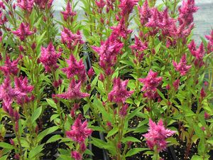Celosia spicata