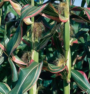 Zea mays japonica