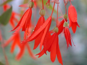 Begonia Bonfire Scarlet