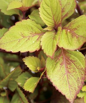 Coleus 