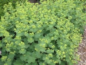 Alchemilla erythropoda