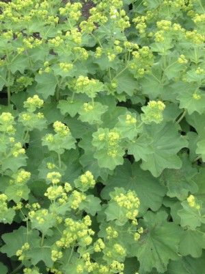 Alchemilla mollis